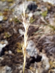 Rytidosperma caespitosum