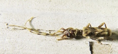 Stenhomalus taiwanus