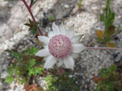 Actinotus forsythii