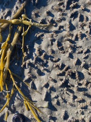 Ampeliscidae