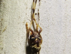 Stenhomalus taiwanus