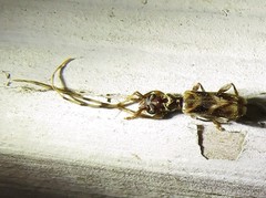 Stenhomalus taiwanus