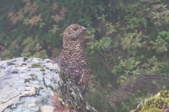 Dendragapus fuliginosus