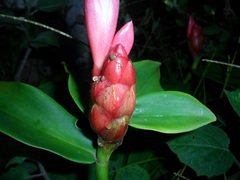 Costus atlanticus