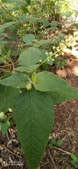 Rivina humilis
