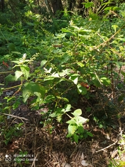 Rivina humilis