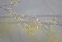 Carpodacus edwardsii