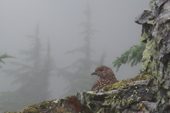 Dendragapus fuliginosus