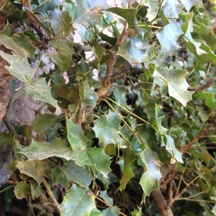 Berberis alpina