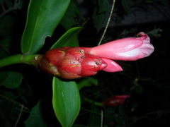 Costus atlanticus