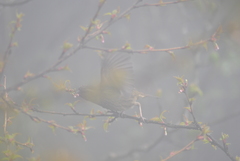 Carpodacus edwardsii