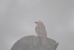 Carpodacus dubius