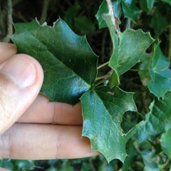 Berberis alpina