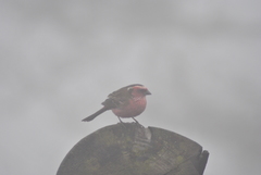 Carpodacus dubius