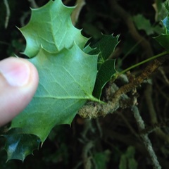 Berberis alpina