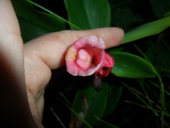 Costus atlanticus