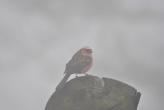 Carpodacus dubius
