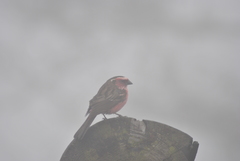 Carpodacus dubius