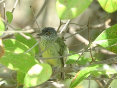 Todirostrum maculatum