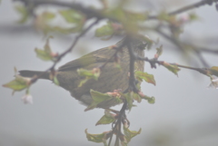 Carpodacus edwardsii