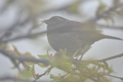 Carpodacus edwardsii