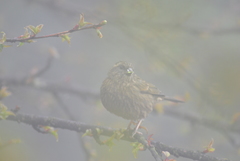Carpodacus edwardsii