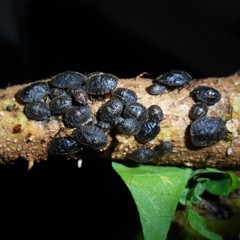 Cyrtocoris