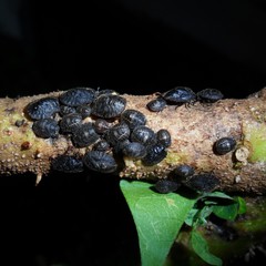 Cyrtocoris