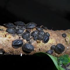 Cyrtocoris