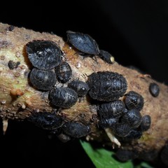 Cyrtocoris