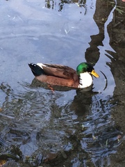 Anas platyrhynchos domesticus