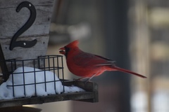 Cardinalis cardinalis