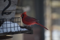 Cardinalis cardinalis