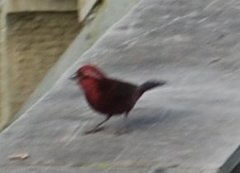 Carpodacus vinaceus