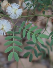 Acacia gilbertii