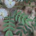 Acacia gilbertii - Photo (c) overlander (Gerald Krygsman), algunos derechos reservados (CC BY-NC), subido por overlander (Gerald Krygsman)