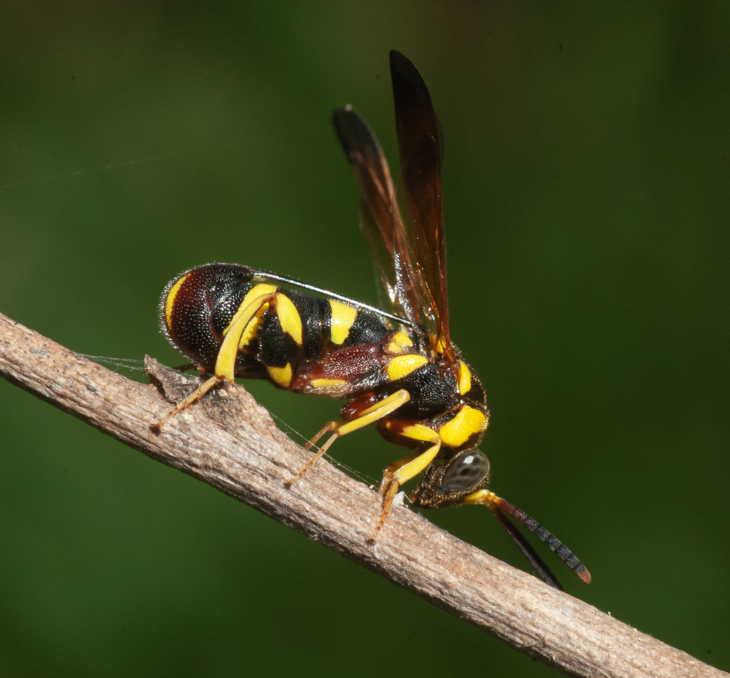 Leucospis poeyi