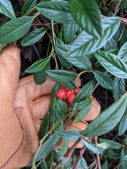 Cotoneaster salicifolius