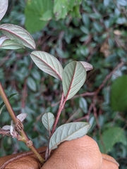 Cotoneaster salicifolius