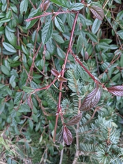 Cotoneaster salicifolius