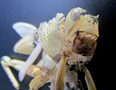 Tropidacris cristata