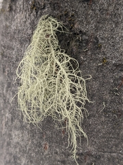 Usnea perplexans