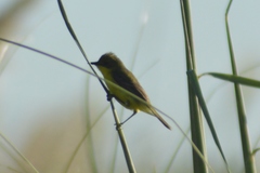 Pseudocolopteryx acutipennis