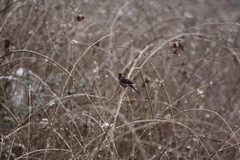 Carpodacus verreauxii