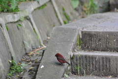 Carpodacus vinaceus