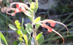 Adenanthos