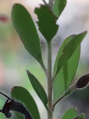 Adenanthos