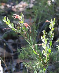 Adenanthos