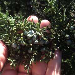 Juniperus monticola monticola