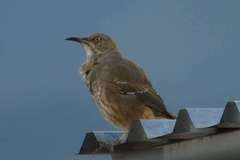 Toxostoma curvirostre